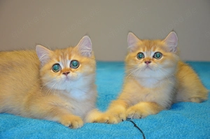 Süße BKH Golden Shaded Babykatzen - entwurmt und geimpft 