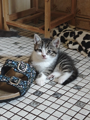 Bezaubernde BKH Mix Kitten 