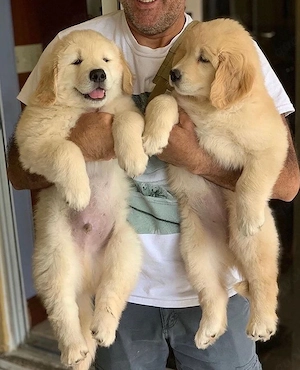 Golden-Retriever-Welpen