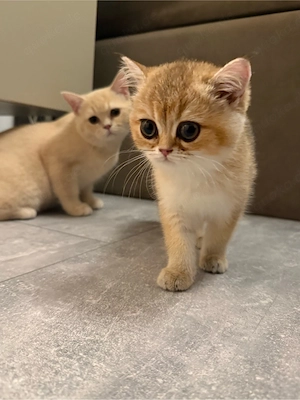 Bkh Kitte 