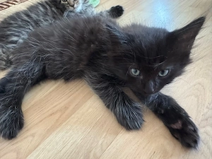 maine coon+ragdoll kitten