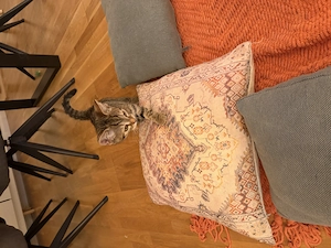 Babykatzen  Tabby  Tiegerkatze