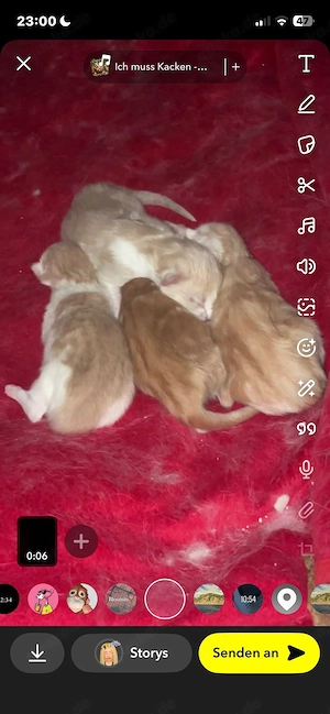 zuckersüße Main coon kitten