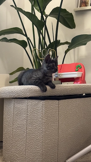 2 kitten suchen ihr Traumschloss