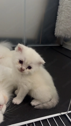 Kater sucht neues zuHause