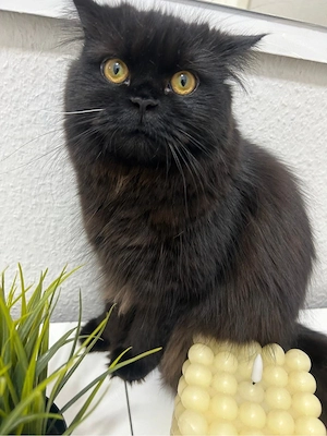 Schwarze Langhaar-Katze zu verkaufen     