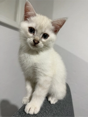 3 Bengal perser mix kitten 