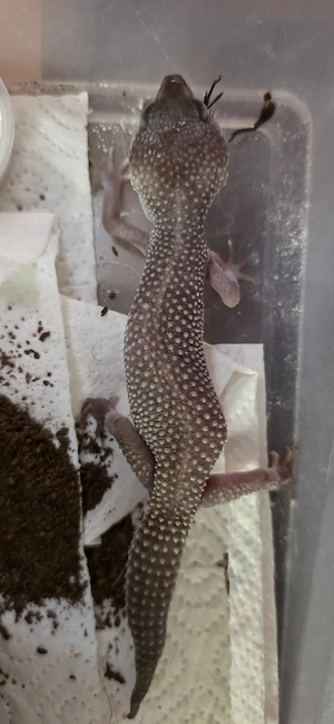Leopardgeckos verschiedenste Morphen
