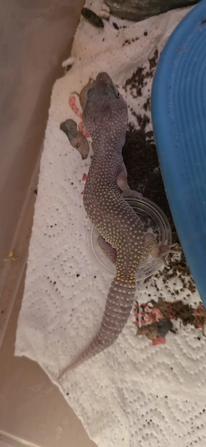 Leopardgeckos verschiedenste Morphen