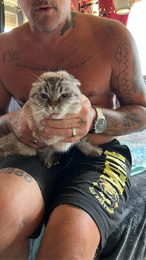 schottischefalltohr katze