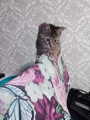 14.05.26 Katzen 