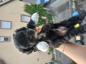 Maltesser Lhasa Apso Welpen zu verkaufen
