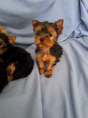 Yorkshire Terrier 
