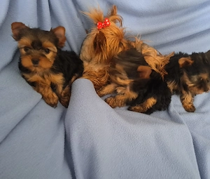 Yorkshire Terrier welpen 