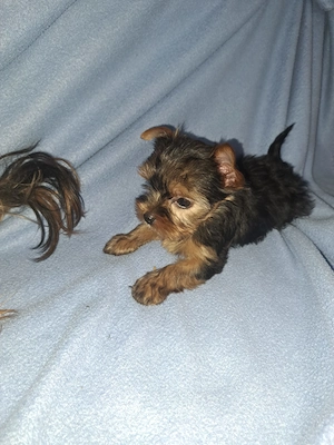 Mini Yorkshire Terrier 