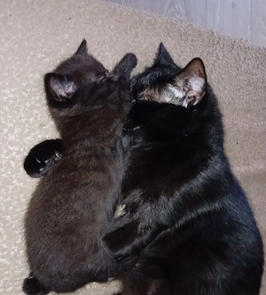 kitten mädchen sucht ein neues zuhause 