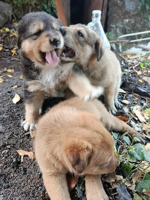Zilly, Welpe, bald 12 Wochen alt. Rüde 