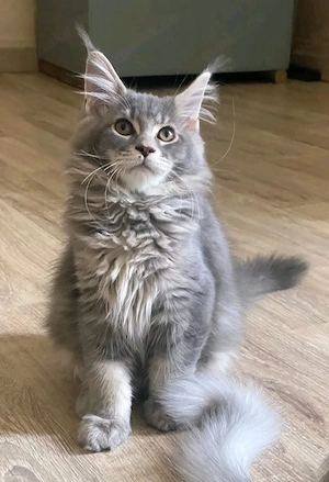 Meine wunderschönen Maine-Coon-Kätzchen suchen ein neues Zuhause     