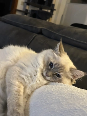 Birma Katze 2 Jahre alt