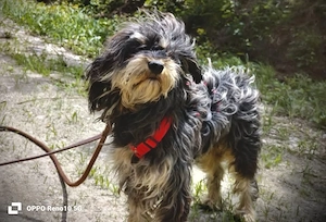 BOLT    - ein Herzenshund sucht sein Zuhause