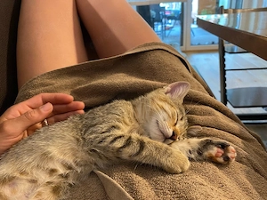 Katzenkitten