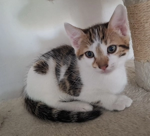 bengal mix Katerchen sucht liebevolles Zuhause 
