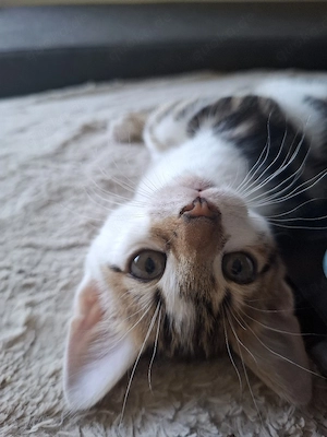 bengal mix Abenteurer kitten suchen liebevolles Zuhause 