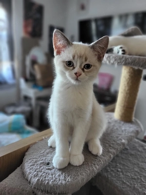 Fredy BKH kater ist auszug bereit :) 