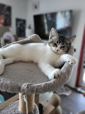 Lilli eine BKH katze ist auszug bereit 