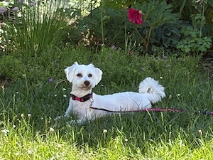 Maltesa Hund