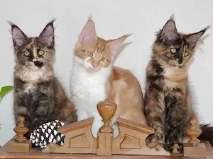 Echte reinrassige Maine Coon Kitten mit Papieren  