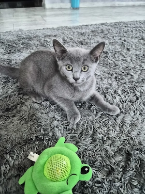 Russisch blau Kitten 