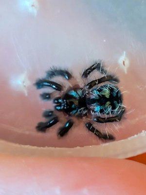 Typhochlaena seladonia 