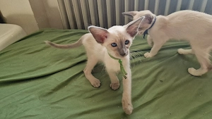 Balinesen kitten 