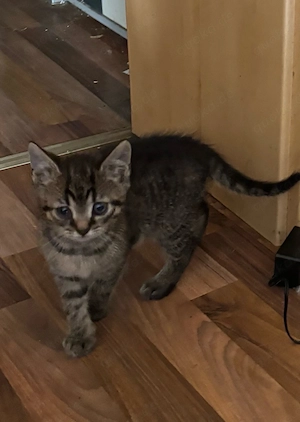 BKH-Mix Kitten sucht neues Zuhause
