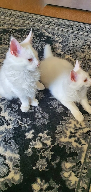 Verkaufe ein weiß koter Maine Coon 