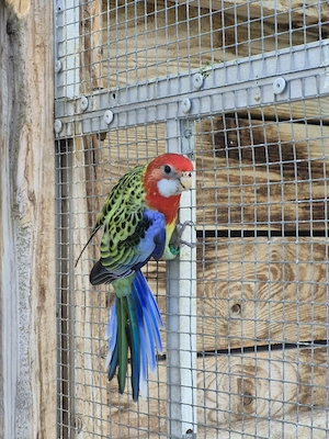 Prachtrosella 
