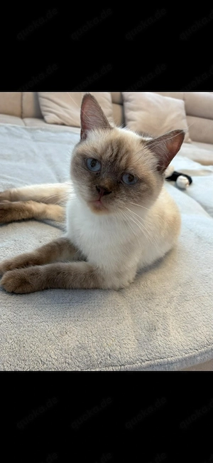 Liebevolle BKH-Katze Bella sucht ein neues Zuhause