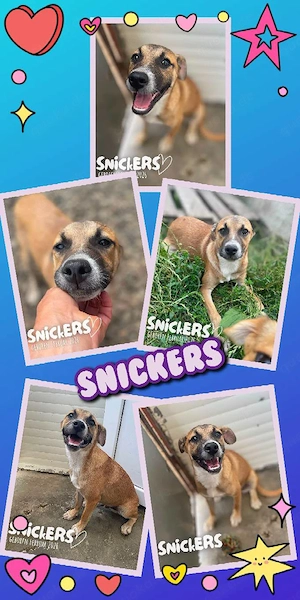 junger, lieber, bildschöner Welpenjunge "Snickers" sucht ein liebevolles Zuhause