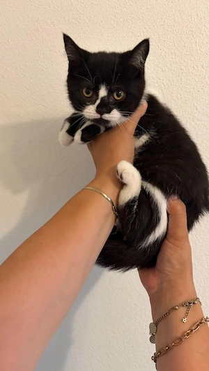 BKH-Kitten (Black White) Liebevolle Mädchen suchen ein neues Zuhause
