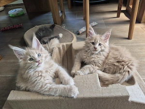 Maine coon Kitten Babykatzen 