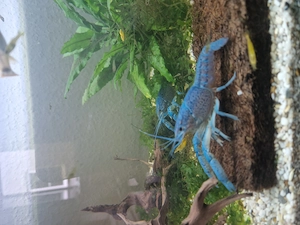 Blaue Floridakrebse 