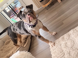 Old Englisch Bulldog weibchen 