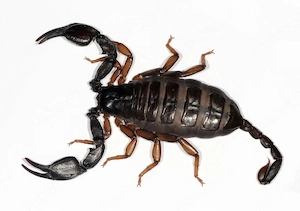 Skorpion NZ
