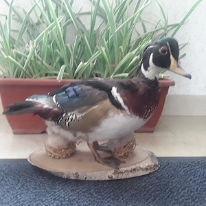 Ente Modell Präsentation Jagd