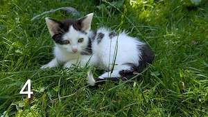 *Nur noch eine* Süße Kätzchen Kitten Babykatzen