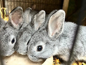 Zwer Kanninchen Hasen