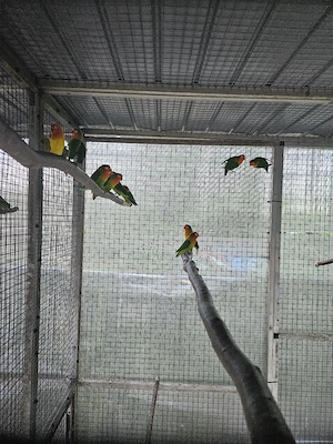 Pfirsichköpfchen 