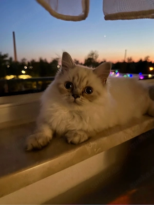 Britisch Kurzhaar Kitten 