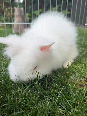 Löwenköpfchen, Zwergkaninchen, Hase 